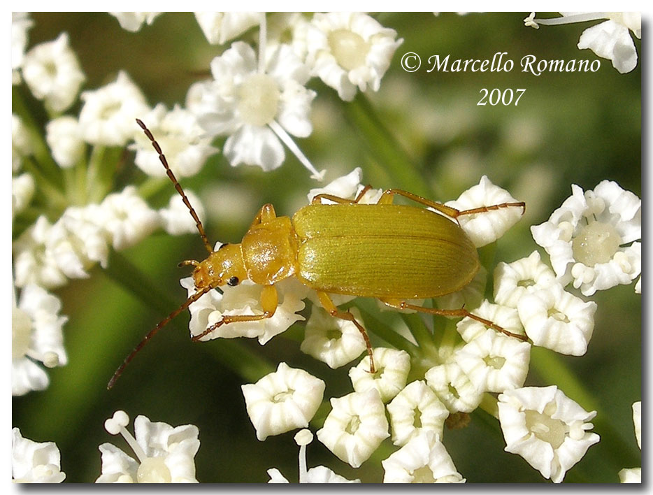 A spasso sulle Alpi Marittime: 20. Cteniopus sulphureus